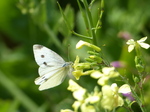 FZ006968 Small white butterfly (Pieris rapae) on flower.jpg